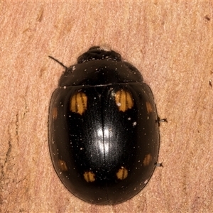 Paropsisterna octosignata at Belconnen, ACT - 7 May 2025 12:32 PM
