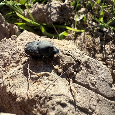 Unverified Beetle (Coleoptera) at Mount Fairy, NSW - 9 May 2025 by leith7