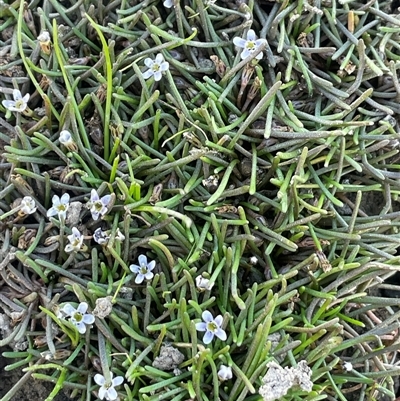 Limosella australis (Austral Mudwort) at Wollogorang, NSW - 7 May 2025 by JaneR