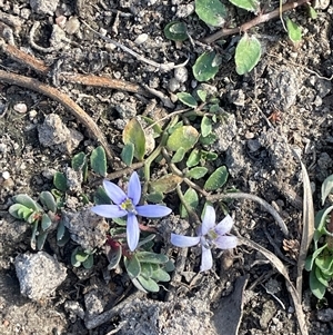 Isotoma fluviatilis subsp. australis at Wollogorang, NSW - 7 May 2025 by JaneR