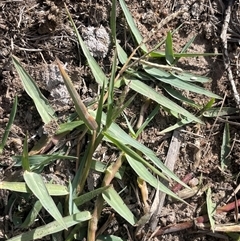 Paspalum distichum (Water Couch) at Wollogorang, NSW - 7 May 2025 by JaneR