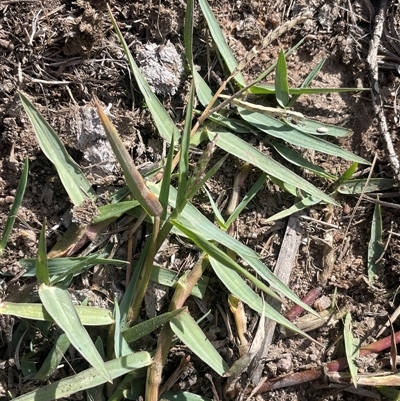 Paspalum distichum (Water Couch) at Wollogorang, NSW - 7 May 2025 by JaneR