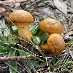 Gymnopilus junonius (Spectacular Rustgill) at Wollogorang, NSW - 7 May 2025 by JaneR