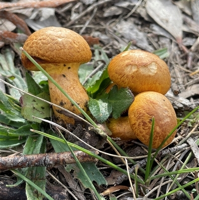 Gymnopilus junonius (Spectacular Rustgill) at Wollogorang, NSW - 7 May 2025 by JaneR
