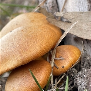 Gymnopilus junonius at Wollogorang, NSW - 7 May 2025 02:19 PM