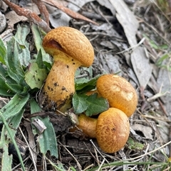 Gymnopilus junonius at Wollogorang, NSW - 7 May 2025 02:19 PM