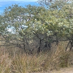 Acacia baileyana (Cootamundra Wattle, Golden Mimosa) at Wollogorang, NSW - 7 May 2025 by JaneR