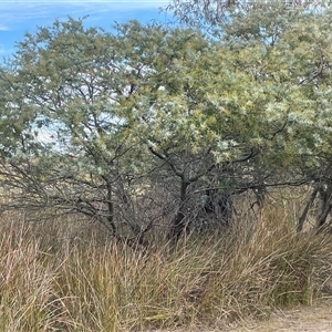 Acacia baileyana at Wollogorang, NSW - 7 May 2025 by JaneR
