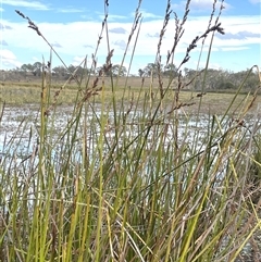 Lepidosperma longitudinale (Pithy Sword-sedge) at Wollogorang, NSW - 7 May 2025 by JaneR