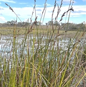 Lepidosperma longitudinale at Wollogorang, NSW - 7 May 2025 02:53 PM