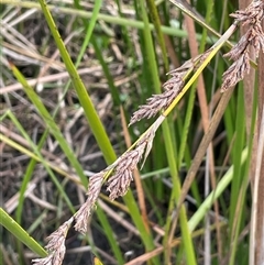 Lepidosperma longitudinale at Wollogorang, NSW - 7 May 2025 02:53 PM