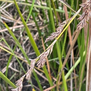 Lepidosperma longitudinale at Wollogorang, NSW - 7 May 2025 02:53 PM