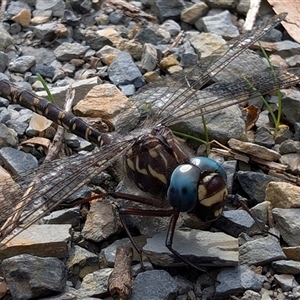 Austroaeschna multipunctata at Farringdon, NSW - 7 May 2025 11:58 AM