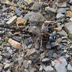 Austroaeschna multipunctata at Farringdon, NSW - 7 May 2025 11:58 AM