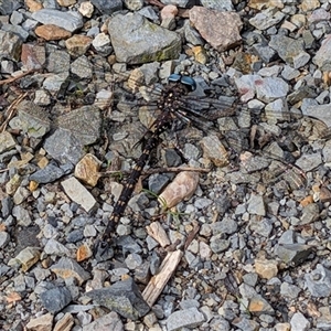 Austroaeschna multipunctata at Farringdon, NSW - 7 May 2025 11:58 AM