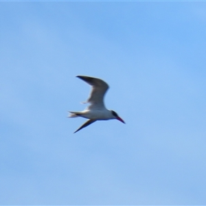 Hydroprogne caspia (Caspian Tern) at Bodalla, NSW - Yesterday by MB