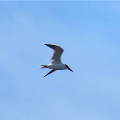 Hydroprogne caspia (Caspian Tern) at Bodalla, NSW - 8 May 2025 by MB