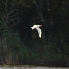 Hydroprogne caspia at Bodalla, NSW - 8 May 2025 09:11 AM