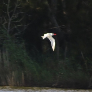 Hydroprogne caspia at Bodalla, NSW - 8 May 2025 09:11 AM