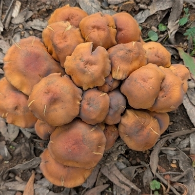 Unverified Cap on a stem; gills below cap [mushrooms or mushroom-like] at Farringdon, NSW - 7 May 2025 by sbittinger