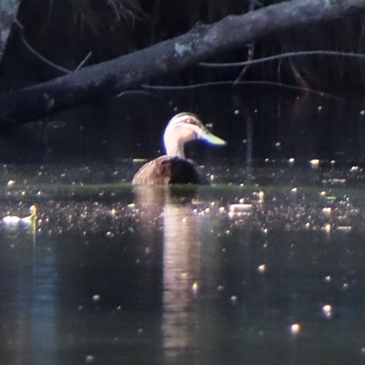 Anas superciliosa (Pacific Black Duck) at Bodalla, NSW - 8 May 2025 by MB