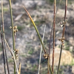 Juncus filicaulis (Thread Rush) at Wollogorang, NSW - 7 May 2025 by JaneR
