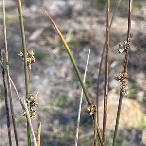 Juncus sp. at Wollogorang, NSW - 7 May 2025 by JaneR