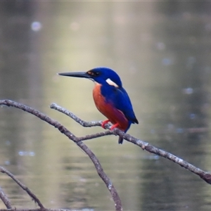 Ceyx azureus (Azure Kingfisher) at Bodalla, NSW - Yesterday by MB