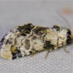 Unverified Noctuoid moth (except Arctiinae) at Cania, QLD - 28 Oct 2009 by PJH123