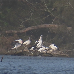 Pelecanus conspicillatus (Australian Pelican) at Bodalla, NSW - Yesterday by MB