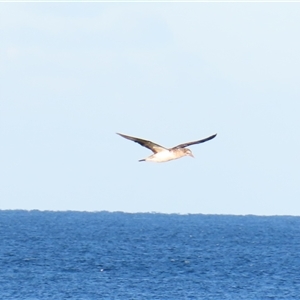 Morus serrator (Australasian Gannet) at Tuross Head, NSW - Yesterday by MB