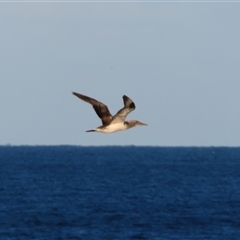Morus serrator at Tuross Head, NSW - 8 May 2025 04:08 PM