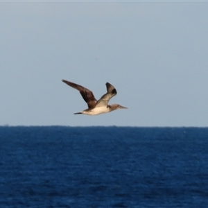 Morus serrator at Tuross Head, NSW - 8 May 2025 04:08 PM
