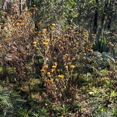 Unverified Daisy at Palerang, NSW - 7 May 2025 by sbittinger