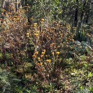 Unverified Daisy at Palerang, NSW - 7 May 2025 by sbittinger