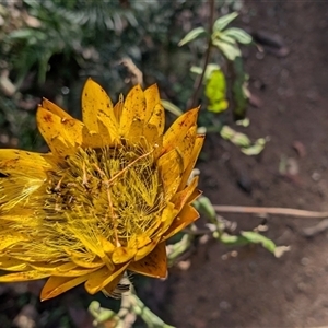 Xerochrysum bracteatum at Palerang, NSW - 7 May 2025 09:21 AM