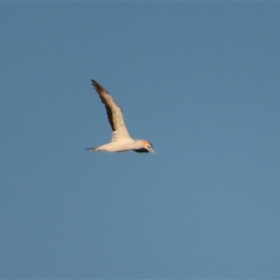 Morus serrator (Australasian Gannet) at Tuross Head, NSW - 8 May 2025 by MB