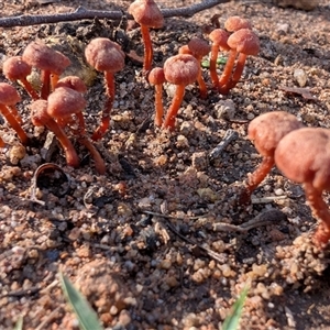 Unverified Fungus at Palerang, NSW - 7 May 2025 by sbittinger