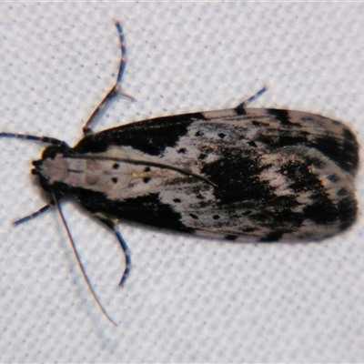 Digama marmorea (An Erebid moth) at Cania, QLD - 28 Oct 2009 by PJH123
