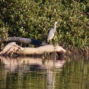 Egretta novaehollandiae (White-faced Heron) at Tuross Head, NSW - 7 May 2025 by MB