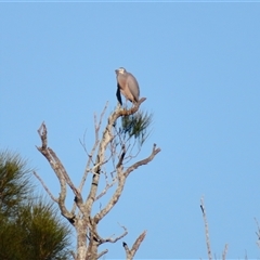 Egretta novaehollandiae (White-faced Heron) at Tuross Head, NSW - 7 May 2025 by MB
