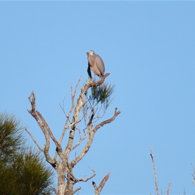 Egretta novaehollandiae (White-faced Heron) at Tuross Head, NSW - 7 May 2025 by MB
