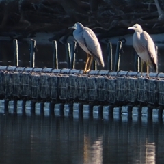 Egretta novaehollandiae (White-faced Heron) at Tuross Head, NSW - 7 May 2025 by MB