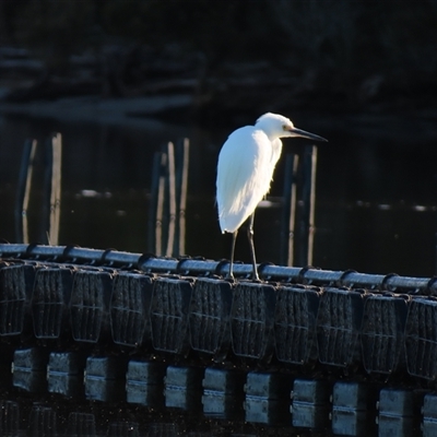 Egretta garzetta (Little Egret) at Tuross Head, NSW - 7 May 2025 by MB