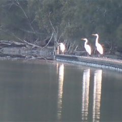 Ardea alba (Great Egret) at Tuross Head, NSW - 7 May 2025 by MB