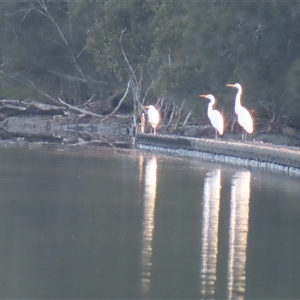 Ardea alba (Great Egret) at Tuross Head, NSW - 7 May 2025 by MB