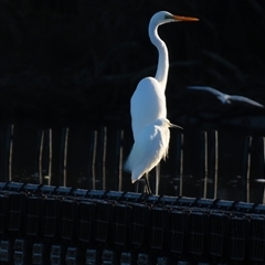 Ardea alba at Tuross Head, NSW - 7 May 2025 08:23 AM