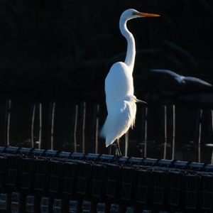 Ardea alba at Tuross Head, NSW - 7 May 2025 08:23 AM