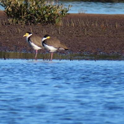 Vanellus miles (Masked Lapwing) at Tuross Head, NSW - 7 May 2025 by MB