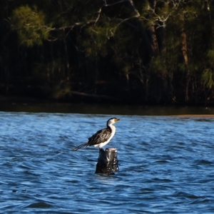 Microcarbo melanoleucos (Little Pied Cormorant) at Bodalla, NSW - 7 May 2025 by MB